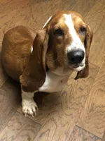 Bulbasaur -AKC , a male Basset Hound for sale in Subiaco, AR – 10 of 10