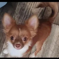 Pocket , a male Chihuahua for sale in Subiaco, AR – 2 of 5