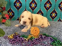 Maurice , a male Basset Hound for sale in Subiaco, AR – 3 of 4