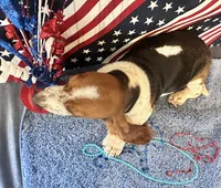 Ash  -AKC , a male Basset Hound for sale in Subiaco, AR – 5 of 10
