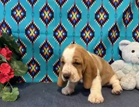 Pikachu, a male Basset Hound for sale in Subiaco, AR – 5 of 10