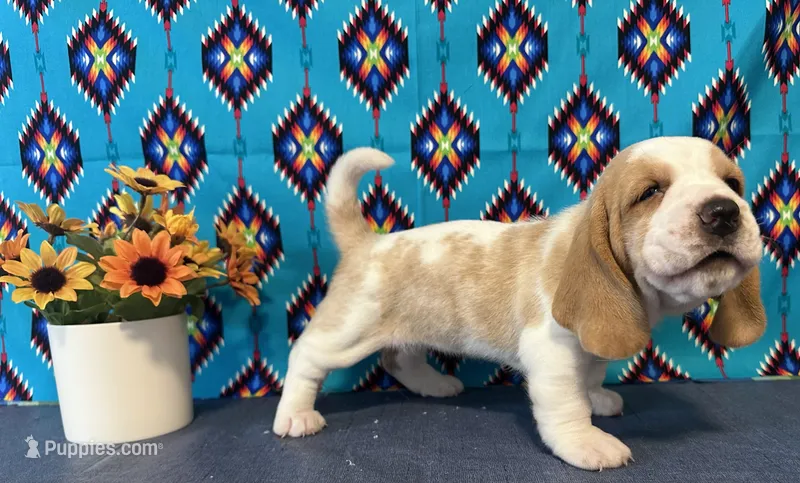 Eevee- AKC  – Basset Hound puppy for sale in Subiaco, AR