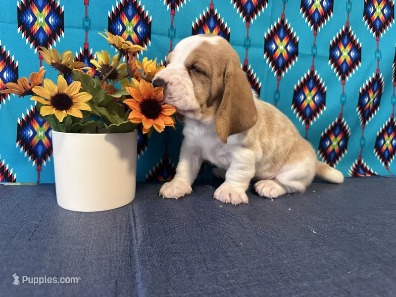 Eevee – Basset Hound puppy for sale in Subiaco, AR