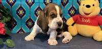 Bulbasaur -AKC , a male Basset Hound for sale in Subiaco, AR – 3 of 10
