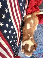 Pikachu-AKC , a male Basset Hound for sale in Subiaco, AR – 4 of 10