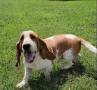 Theo, a male Basset Hound for sale in Subiaco, AR – 4 of 4