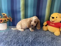 Bo , a male Basset Hound for sale in Subiaco, AR – 5 of 7