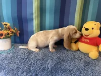 Bo , a male Basset Hound for sale in Subiaco, AR – 4 of 7