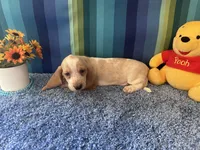 Bo , a male Basset Hound for sale in Subiaco, AR – 3 of 7
