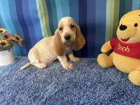 Bo , a male Basset Hound for sale in Subiaco, AR – 1 of 7