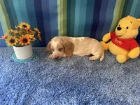 Bo , a male Basset Hound for sale in Subiaco, AR – 7 of 7