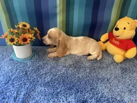 Bo , a male Basset Hound for sale in Subiaco, AR – 6 of 7