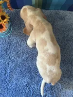 Bo , a male Basset Hound for sale in Subiaco, AR – 2 of 7