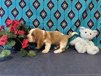 Pikachu, a male Basset Hound for sale in Subiaco, AR – 8 of 10