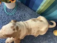 Daisy , a female Basset Hound for sale in Subiaco, AR – 2 of 2