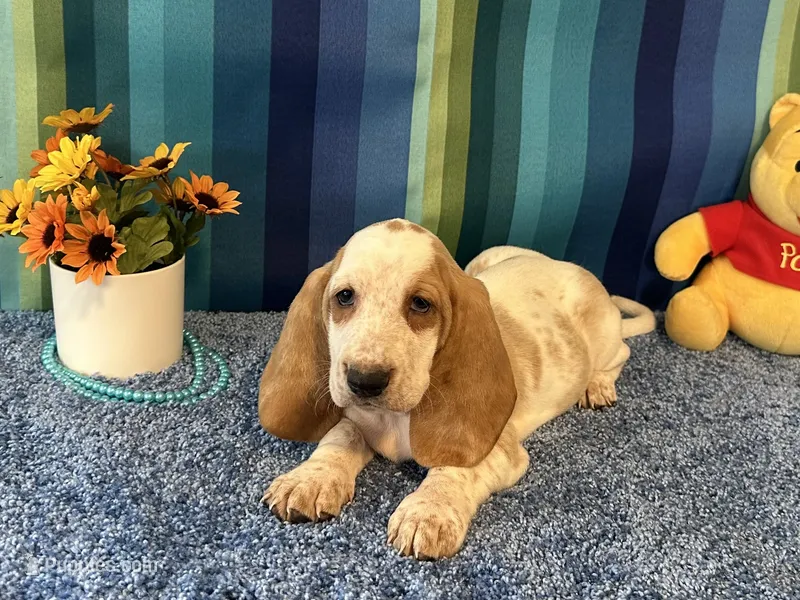 Daisy  – Basset Hound puppy for sale in Subiaco, AR