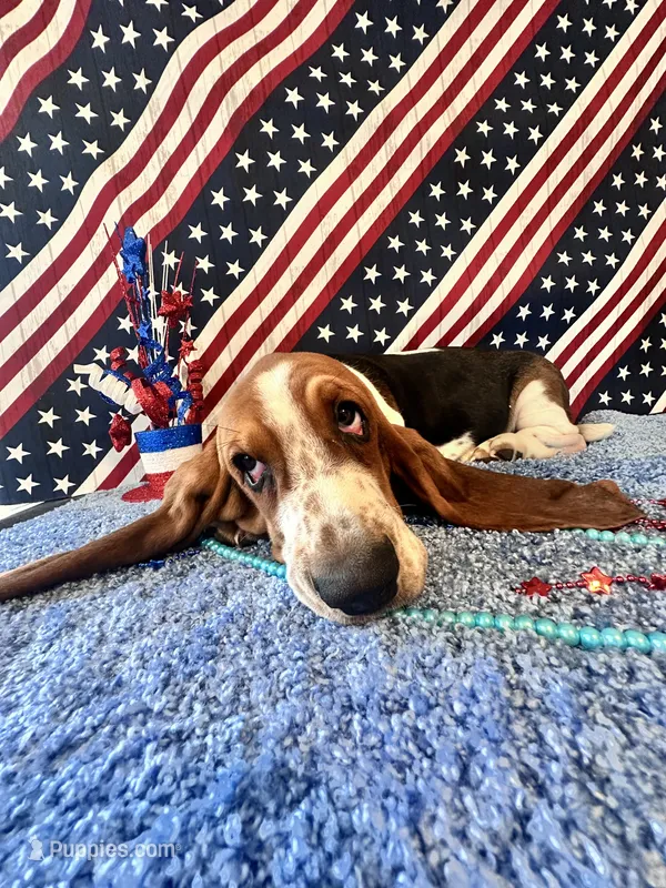 Ash  -AKC  – Basset Hound puppy for sale in Subiaco, AR