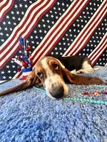Ash  -AKC , a male Basset Hound for sale in Subiaco, AR – 4 of 10