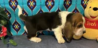 Bulbasaur -AKC , a male Basset Hound for sale in Subiaco, AR – 4 of 10