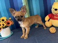 Felicia, a female Chihuahua for sale in Subiaco, AR – Photo 1 of 2