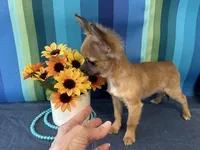 Felicia, a female Chihuahua for sale in Subiaco, AR – Photo 2 of 2