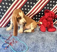 Pikachu-AKC , a male Basset Hound for sale in Subiaco, AR – 6 of 10