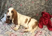 Chief, a male Basset Hound for sale in Subiaco, AR – Photo 3 of 9