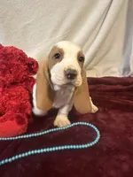 processed/c05f2d34-157c-4b76-80a2-ad46081e55c7/listing/b1091a2d-66cd-413a-88f0-21775d221af1/1ff38eec-f60e-44e6-95b1-f3733d3f84a9