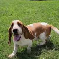 Chief, a male Basset Hound for sale in Subiaco, AR – Photo 9 of 9