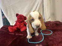 processed/c05f2d34-157c-4b76-80a2-ad46081e55c7/listing/b1091a2d-66cd-413a-88f0-21775d221af1/2ba1d994-1959-4cb2-aea4-f370876b9a18