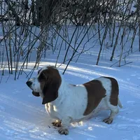 Chief, a male Basset Hound for sale in Subiaco, AR – Photo 8 of 9