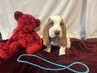 processed/c05f2d34-157c-4b76-80a2-ad46081e55c7/listing/b1091a2d-66cd-413a-88f0-21775d221af1/5b24c4fc-df52-48ed-8002-af7ec99ff48e