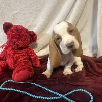 Chief, a male Basset Hound for sale in Subiaco, AR – Photo 2 of 9