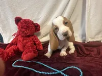 processed/c05f2d34-157c-4b76-80a2-ad46081e55c7/listing/b1091a2d-66cd-413a-88f0-21775d221af1/5c1ae5a5-c476-4a93-8661-37002dd287ef