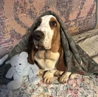 Chief, a male Basset Hound for sale in Subiaco, AR – Photo 6 of 9