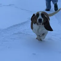 Chief, a male Basset Hound for sale in Subiaco, AR – Photo 7 of 9