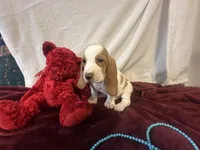 processed/c05f2d34-157c-4b76-80a2-ad46081e55c7/listing/b1091a2d-66cd-413a-88f0-21775d221af1/8cdd5c45-cad4-4a6f-95df-e1262e8babc6