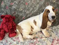 Chief, a male Basset Hound for sale in Subiaco, AR – Photo 5 of 9