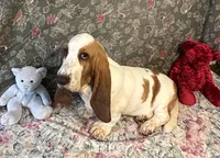 Chief, a male Basset Hound for sale in Subiaco, AR – Photo 1 of 9