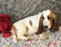 Chief, a male Basset Hound for sale in Subiaco, AR – Photo 4 of 9