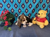 Bulbasaur -AKC , a male Basset Hound for sale in Subiaco, AR – 8 of 10