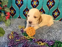 Theo, a male Basset Hound for sale in Subiaco, AR – 3 of 4