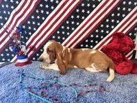 Pikachu-AKC , a male Basset Hound for sale in Subiaco, AR – 3 of 10