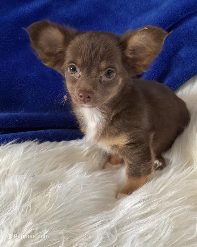 Gizmo  – Chihuahua puppy for sale in Subiaco, AR