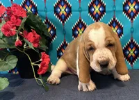 Pikachu, a male Basset Hound for sale in Subiaco, AR – 3 of 10