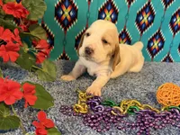 Theo, a male Basset Hound for sale in Subiaco, AR – 2 of 4