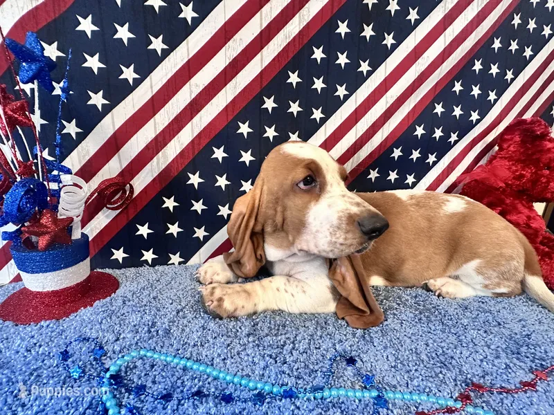 Pikachu-AKC  – Basset Hound puppy for sale in Subiaco, AR