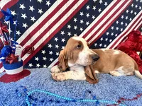 Pikachu-AKC , a male Basset Hound for sale in Subiaco, AR – 2 of 10