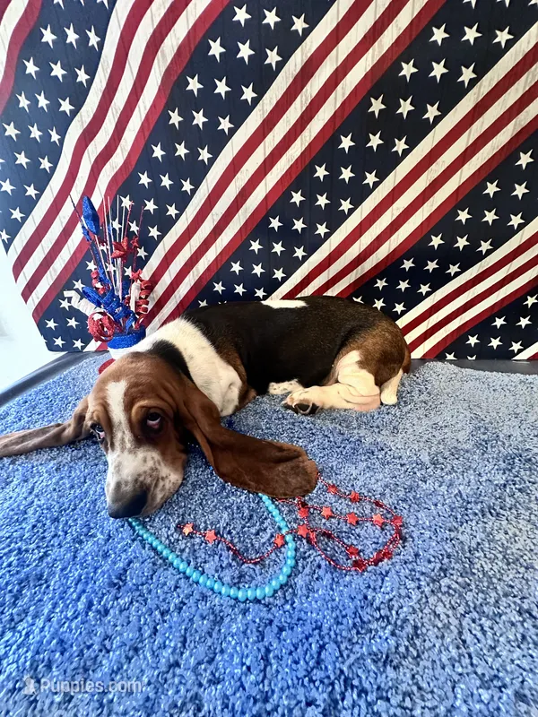 Ash  -AKC  – Basset Hound puppy for sale in Subiaco, AR