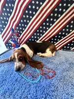 Ash  -AKC , a male Basset Hound for sale in Subiaco, AR – 1 of 10